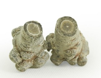 三七的頭數(shù)是什么？