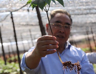 三七是做的最大、研究最好最深的中藥大品種