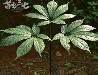 三七與土三七的區(qū)別，土三七含有毒性