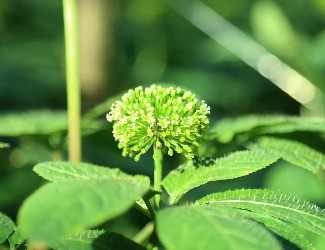 三七可樂，三七醋，三七雪茄煙？——那些新奇的三七產(chǎn)品