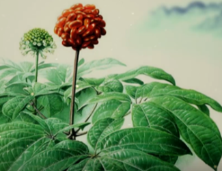 為什么說三七是“十全十美”的植物？