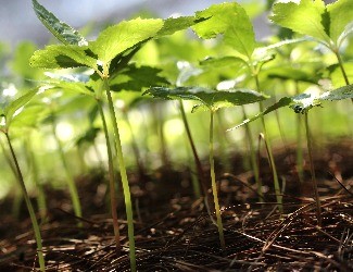 三七的一生——移栽、日常照料（三）