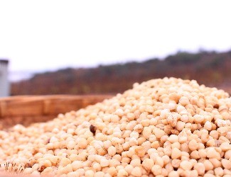 三七的一生——選種、選地（一）