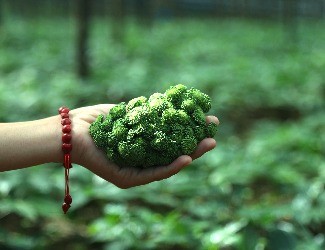 三七圖片大全：三七的一生——采花，采籽（四）