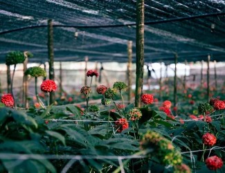 重磅炸彈！三七行業(yè)重大政策調(diào)整今年6月1日起開始實施！