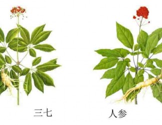 三七人參功效區(qū)別，“北參南七”說法的由來