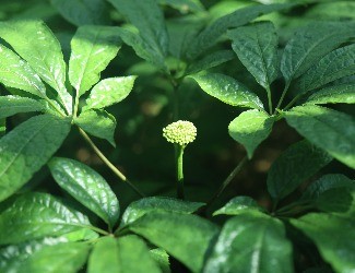三七怎么吃：涼拌三七花蟲草花，風(fēng)雅吃花，清爽養(yǎng)生