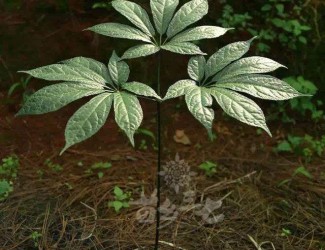 人有九種性格，三七粉有寒熱之分嗎？