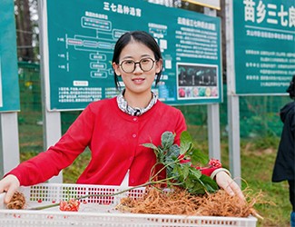 苗鄉(xiāng)三七良種喜獲豐收?。?！